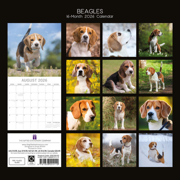 2026 Square Wall Calendar - Beagles