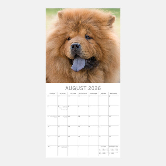 2026 Square Wall Calendar - Chow Chow