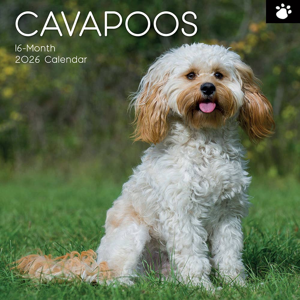 2026 Square Wall Calendar - Cavapoos