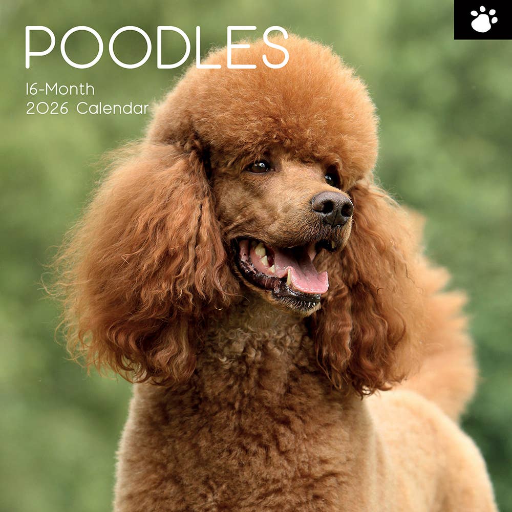 2026 Square Wall Calendar - Poodles