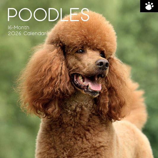 2026 Square Wall Calendar - Poodles