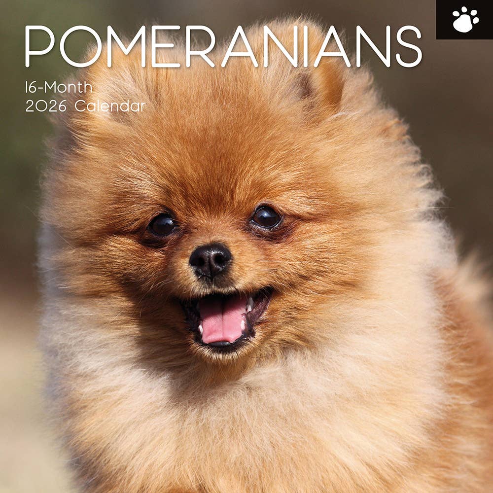 2026 Square Wall Calendar - Pomeranian