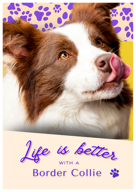 Notebook/Notepad (A5) - Dog - Border Collie 2 - Make a dog person smile!