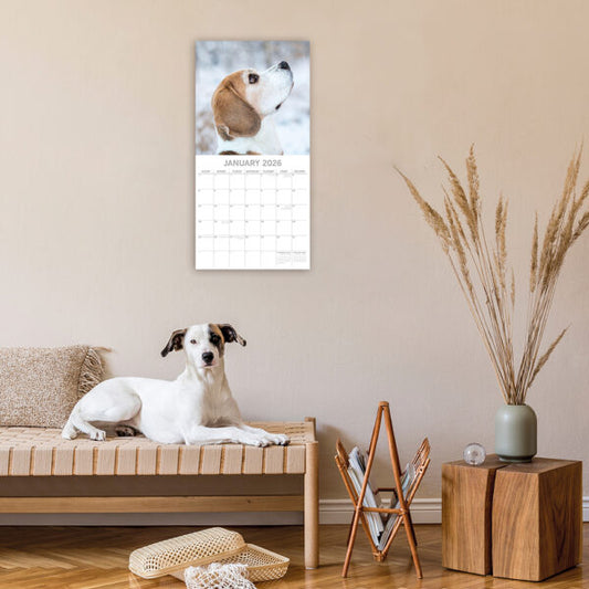 2026 Square Wall Calendar - Beagles