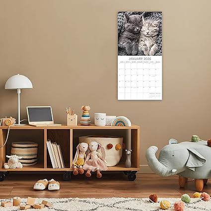 2026 Square Wall Calendar - Cat Naps