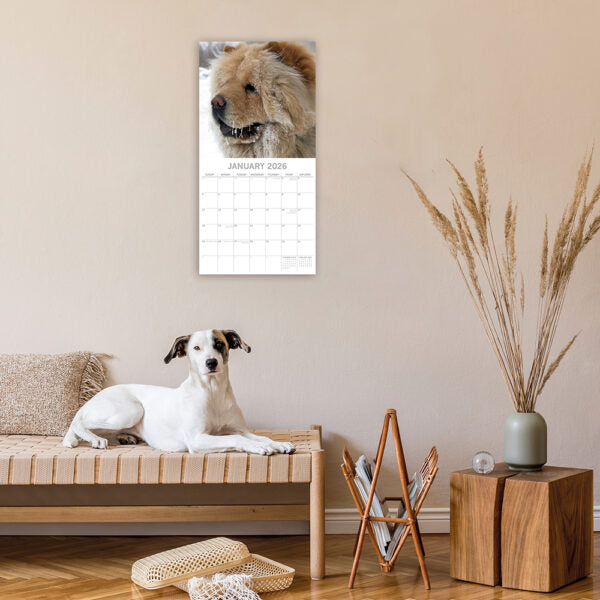 2026 Square Wall Calendar - Chow Chow