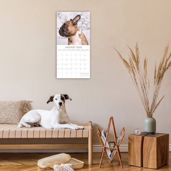 2026 Square Wall Calendar - French Bulldogs