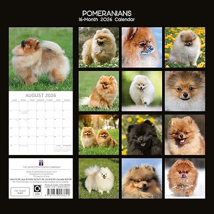2026 Square Wall Calendar - Pomeranian