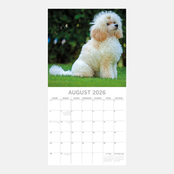 2026 Square Wall Calendar - Poodles