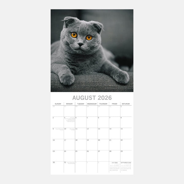 2026 Square Wall Calendar - Top Cats