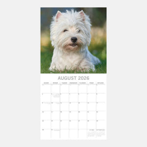 2026 Square Wall Calendar - West Highland White Terriers