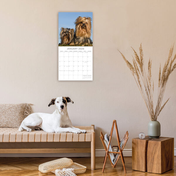 2026 Square Wall Calendar - Yorkshire Terriers