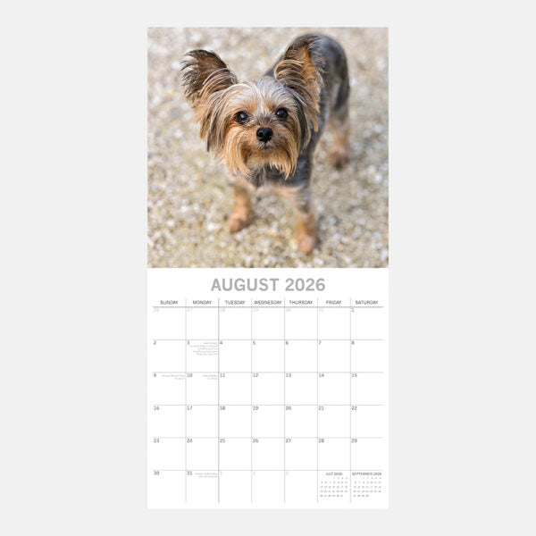 2026 Square Wall Calendar - Yorkshire Terriers