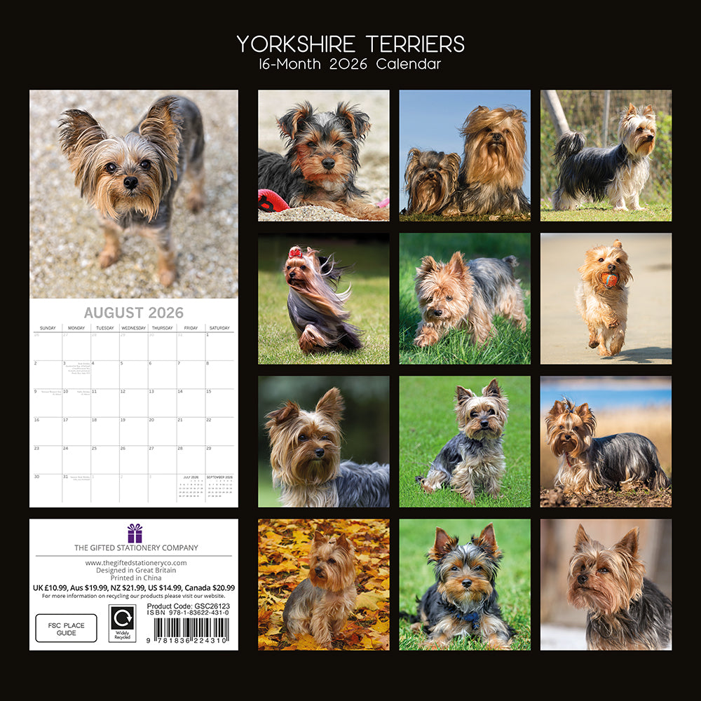 2026 Square Wall Calendar - Yorkshire Terriers