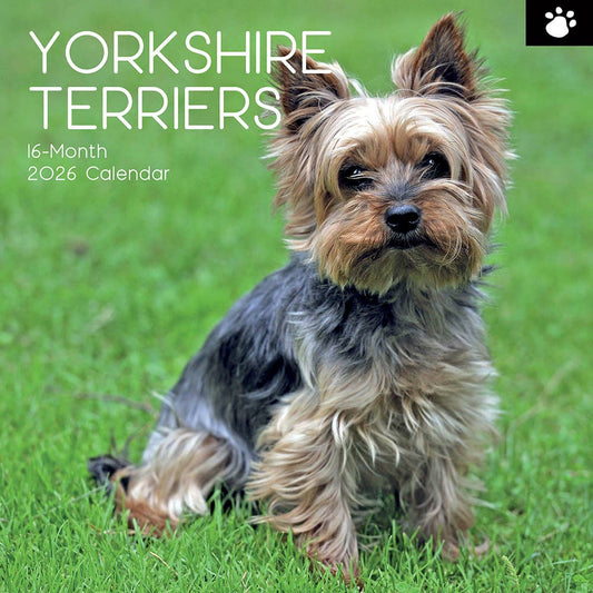 2026 Square Wall Calendar - Yorkshire Terriers