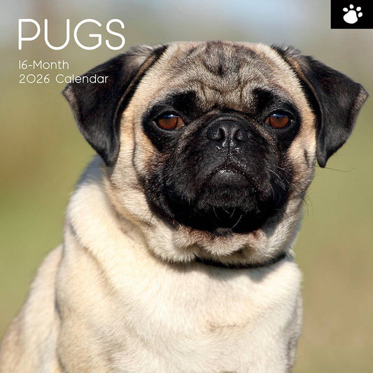 2026 Square Wall Calendar - Pugs