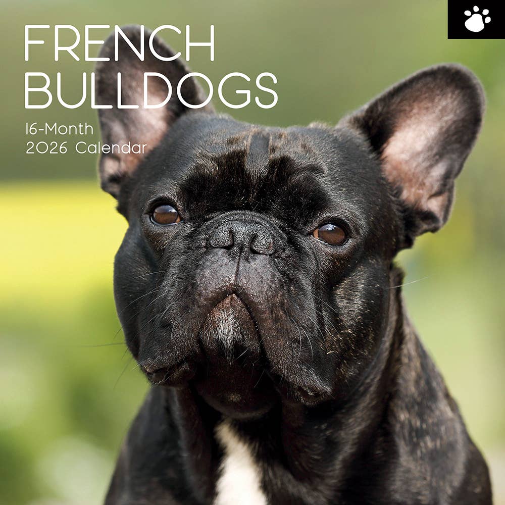 2026 Square Wall Calendar - French Bulldogs
