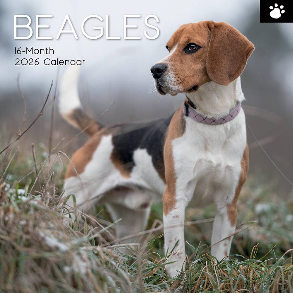 2026 Square Wall Calendar - Beagles